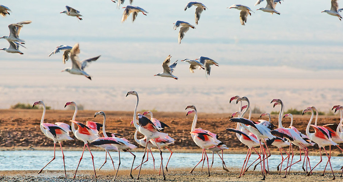 Kirándulás a Flamingó-tóhoz, és a Timna parkba
