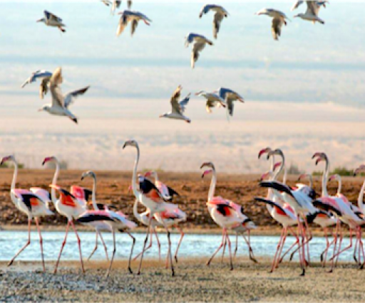 Kirándulás a Flamingó-tóhoz, és a Timna parkba