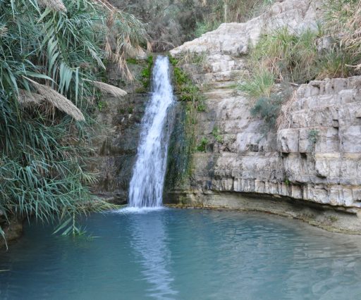 Ein Gedi, Holt-tenger